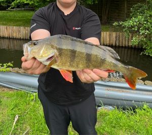 European Perch