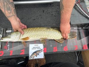Northern Pike