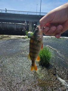 European Perch