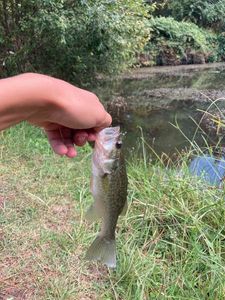 Smallmouth Bass