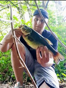 Largemouth Bass