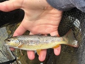 Brown Trout
