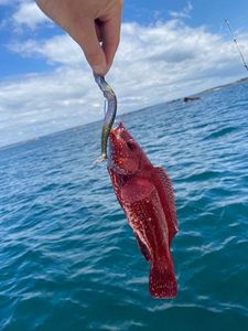 Ballan Wrasse