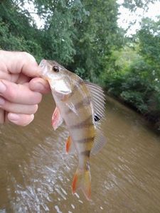 European Perch