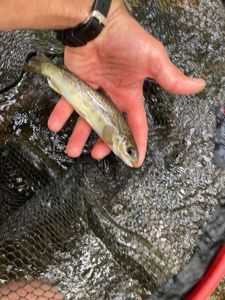 Atlantic Salmon (Juvenile)