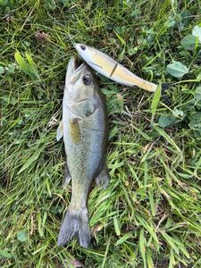 Largemouth Bass