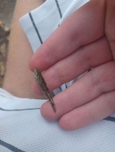 Bullhead