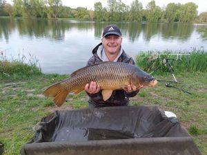 Common Carp