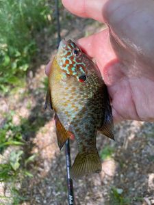 Green Sunfish