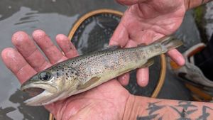 Brown Trout