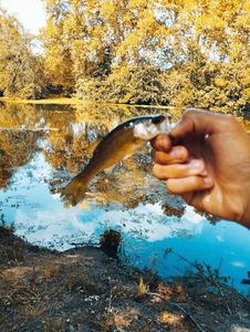 Largemouth Bass