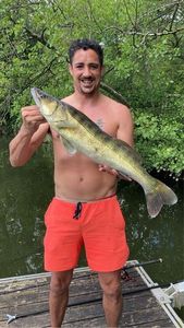 Zander