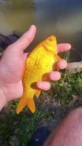 Koï Fish
