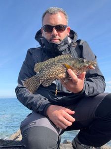 Ballan Wrasse