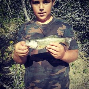 Smallmouth Bass