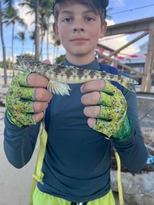 Inshore Lizardfish