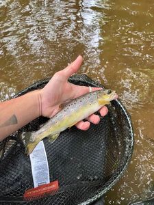 Brown Trout