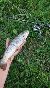 Brown Trout