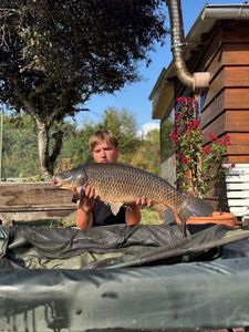 Common Carp