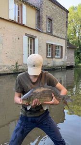 Common Carp