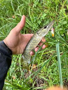 Northern Pike
