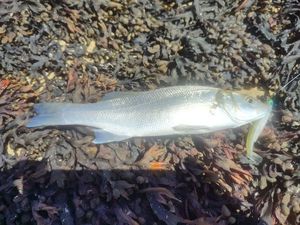 European Bass (Seabass)