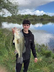 Largemouth Bass