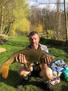 Common Carp