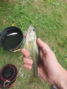 Zander