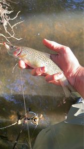 Brown Trout