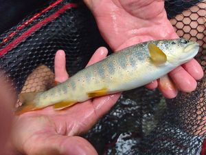 Brown Trout