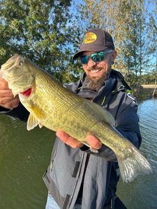 Largemouth Bass