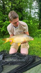 Mirror Carp