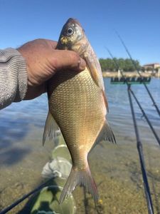 Common Bream