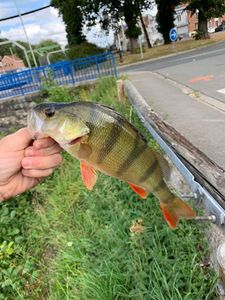 European Perch