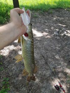 Northern Pike