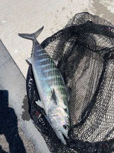 Atlantic Bonito