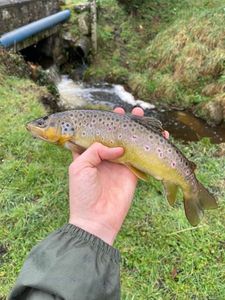 Brown Trout