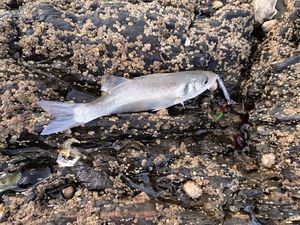 European Bass (Seabass)
