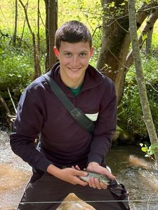 Brown Trout