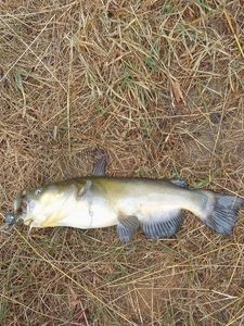 Poisson chat