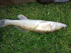 Zander