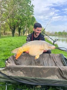 Mirror Carp