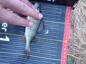 European Perch