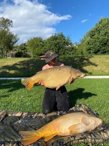 Common Carp