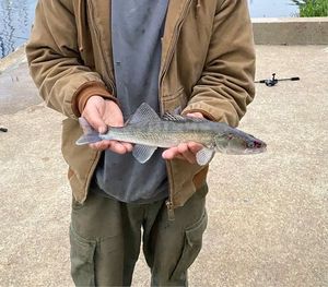 Zander