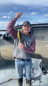 Yellow Perch