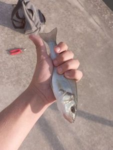 European Bass (Seabass)