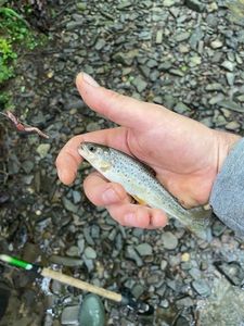 Brown Trout