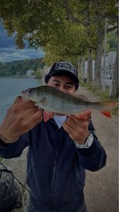 European Perch